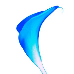 wkl 02 Wilhelm Kleinoder   Calla im blauen Kleid